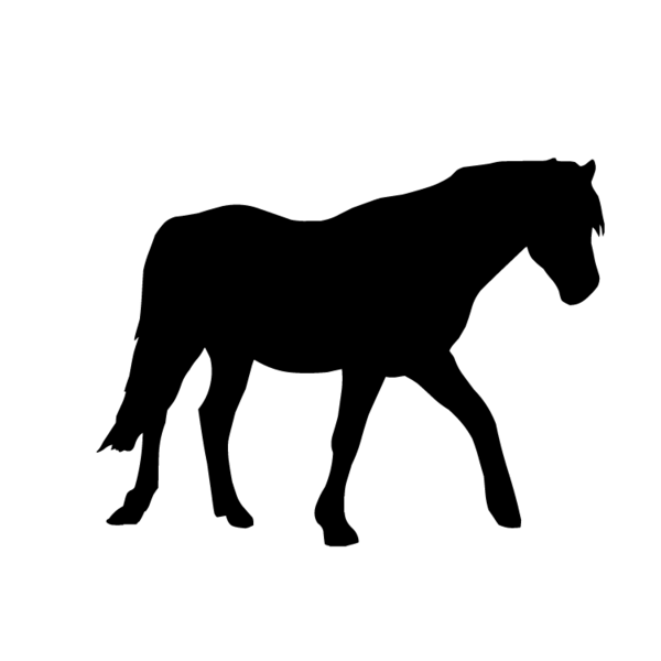 Paard-01