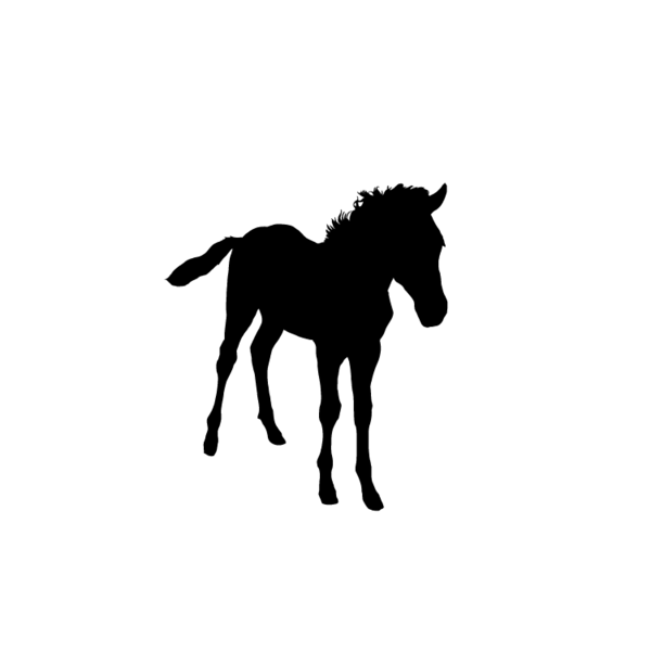 Paard-03