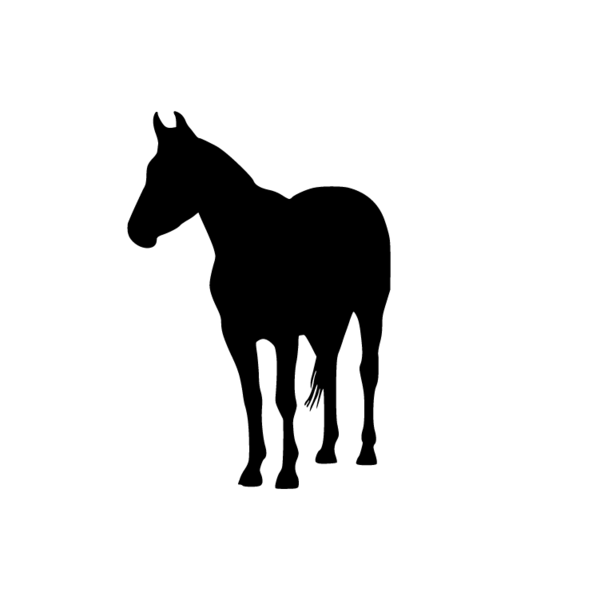 Paard-04