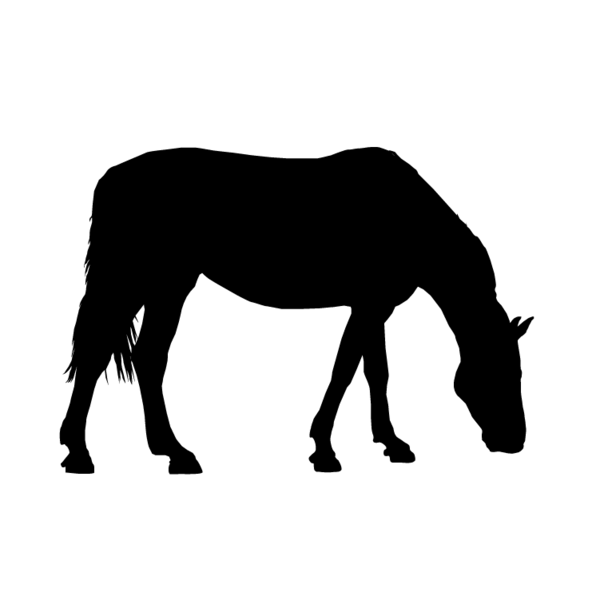 Paard-10