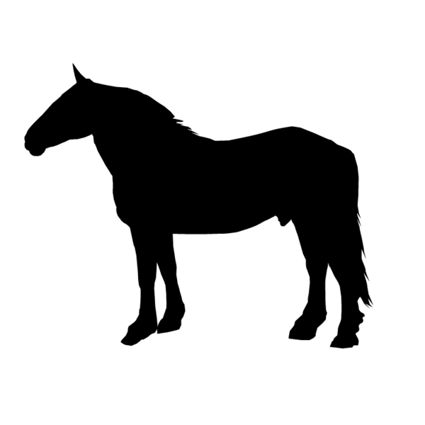 Paard-12