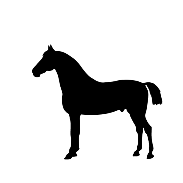 Paard-16