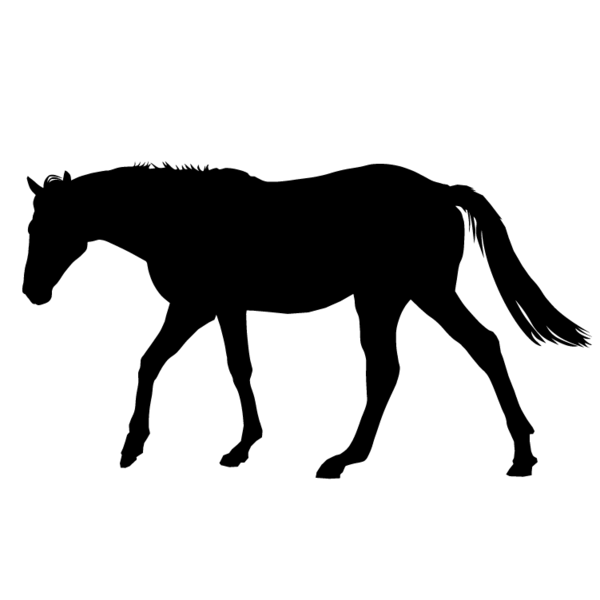Paard-19