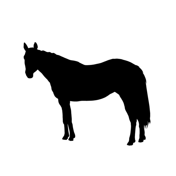 Paard-22